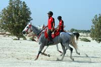 /Bahrain/visit/gallery/Stable/thumbnails/IMG_3383.jpg