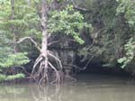 /edaranclassic/gallery/Mangroves/thumbnails/IMG_1835.jpg