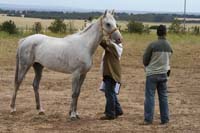 /international/Chile/2007SantoDomingo/Gallery/Dec5_TryingHorses/thumbnails/IMG_2554.jpg