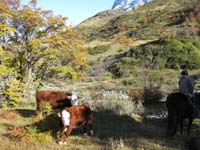 /international/Chile/2009TorresDelPaine/gallery/may1_ride/thumbnails/IMG_4131.jpg