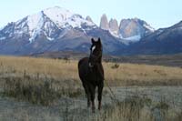 /international/Chile/2009TorresDelPaine/gallery/may2_morning/thumbnails/IMG_5438.jpg