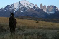 /international/Chile/2009TorresDelPaine/gallery/may2_morning/thumbnails/IMG_5440.jpg