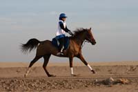 /international/UAE/2008AlNayhanLadiesChallenge/Gallery/ride_day/thumbnails/IMG_6980.jpg