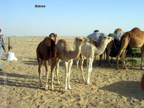 214_babycamels