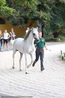 20090903_Babolna_MG_6631