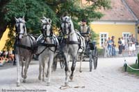 20090903_Babolna_MG_6668