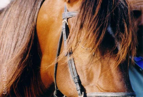 032.stallion
